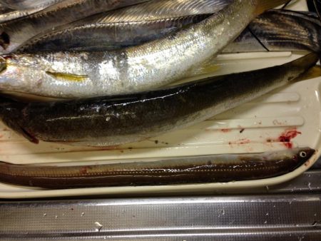 タチウオ爆釣、そしてカマスにアナゴ!よく釣れた!